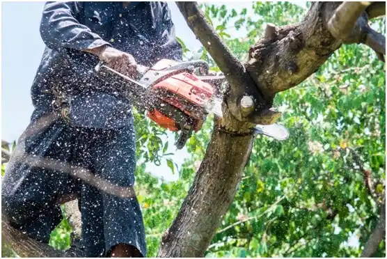 tree services Payne Springs